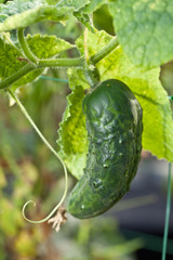 Cucumber in the garden.