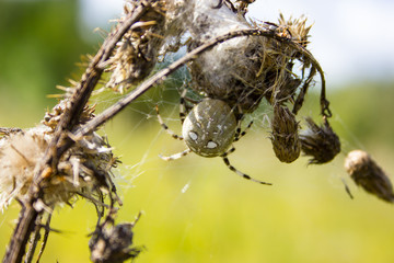 Spider sitting in its nest .