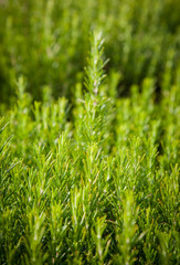 Rosemary background, fresh plant growth, scented spice,