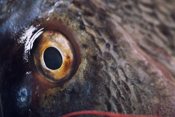 Fish eye close up