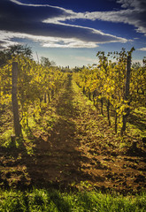 Fototapeta premium Beautiful Mediterranean vineyard on a sunny day