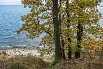 Obraz premium Autumn in GdyniaKepa Redlowska cliff-like coastline in Gdynia, P