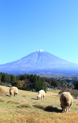 Obraz premium 富士山と牧場の羊