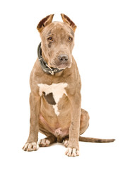 Cute puppy pit bull