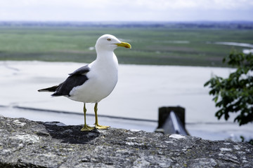 Möwe