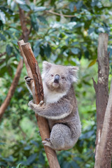 Portrait of Koala sitting on a branch