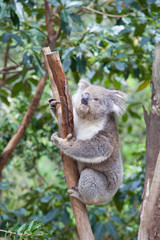 Portrait of Koala sitting on a branch