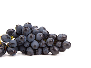Branch of black ripe grapes.