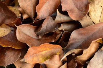Dead Leaves for Background