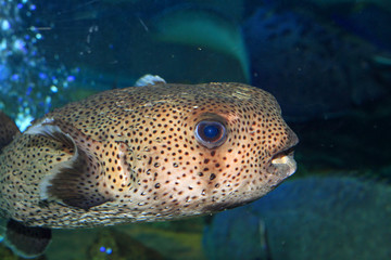 Spot-fin Porcupinefish (Diodon hystrix) in Japan 