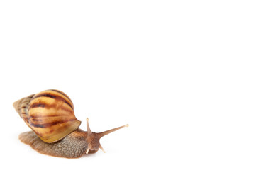 Garden snail isolated on white background.