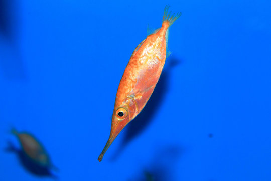 Japanese snipefish (Macroramphosus japonicus) in Japan 
