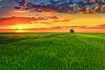 Picturesque sunset in the green wheat field