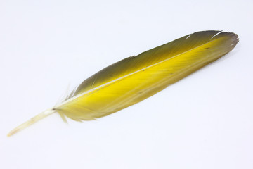 Macaw Feather