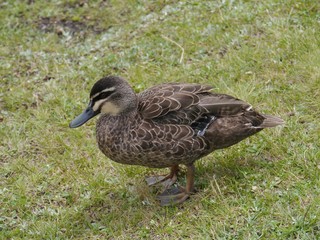 Pacific black duck in Australia