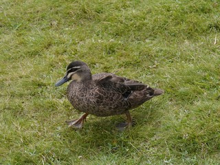 Pacific black duck in Australia