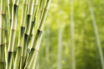 Fresh bamboo