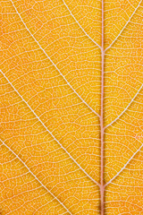 Fototapeta na wymiar Macro shot of the lamina of a tree leaf turning orange