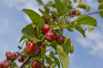 devil apples