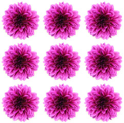 dahlia isolated on a white background
