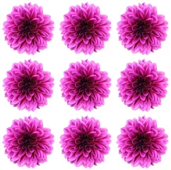 Printed roller blinds Dahlia dahlia isolated on a white background