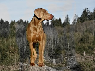 Weimaraner Jagdhund