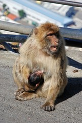 Obraz premium Barbary apes, Gibraltar © Arena Photo UK