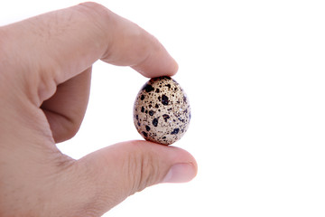 A quail egg with hand isolated on white background