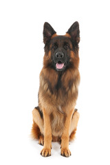 German shepherd