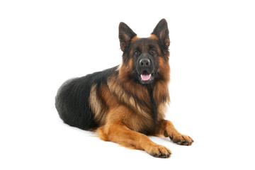 German shepherd laying