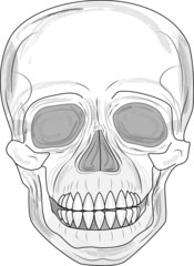 Illustration of Human Skull