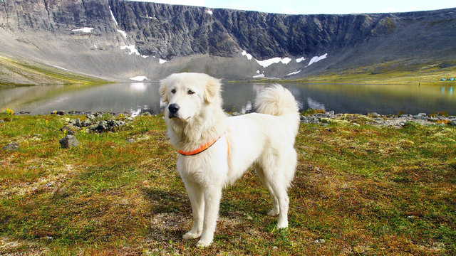 Anatolian shepherd pictures deals