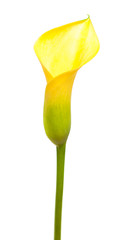 yellow calla