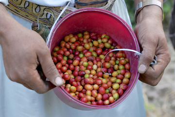 Fresh coffee harvested by Yemeni farmer, Ta'izz, Yemen.