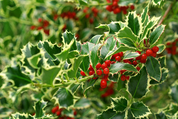 holly branch