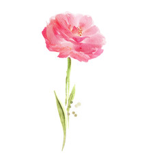 Fototapeta premium Pink flower