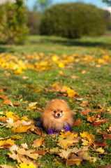 Fototapeta premium Pomeranian for a walk