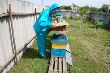 apiary hive honey