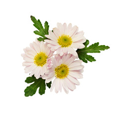 Aster flowers composition