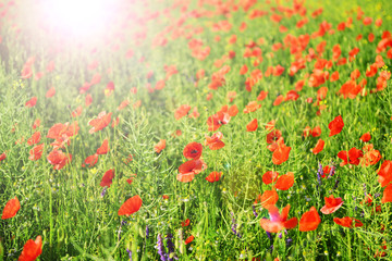 Poppy flowers outdoors