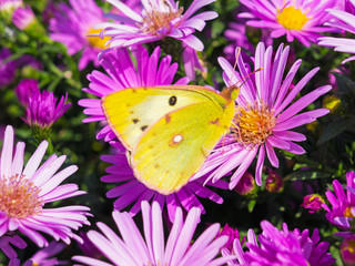 butterfly and flowers 4