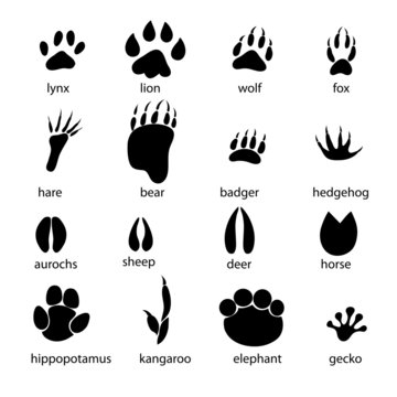 set of different animal tracks