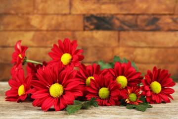 Red chrysanthemum on wooden background