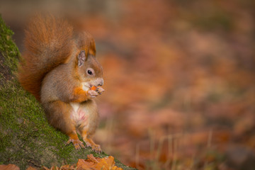 Naklejka na ściany i meble Red squirrel relaxing with a hazelnut
