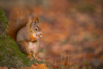 Red squirrel relaxing with a hazelnut