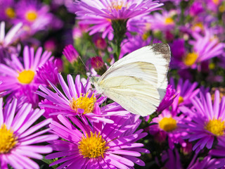 butterfly and flowers 1