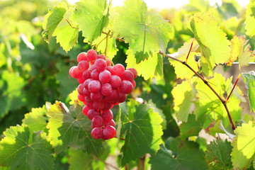 Bunches of ripe grape on plantation closeup