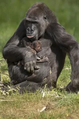 Fototapeten Moeder gorilla met een tweeling. © photoPepp