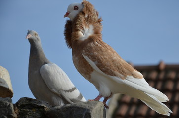 Pigeon on the wall