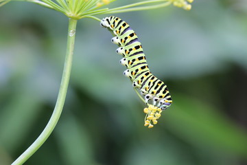 Schwalbenschwanz-Raupe